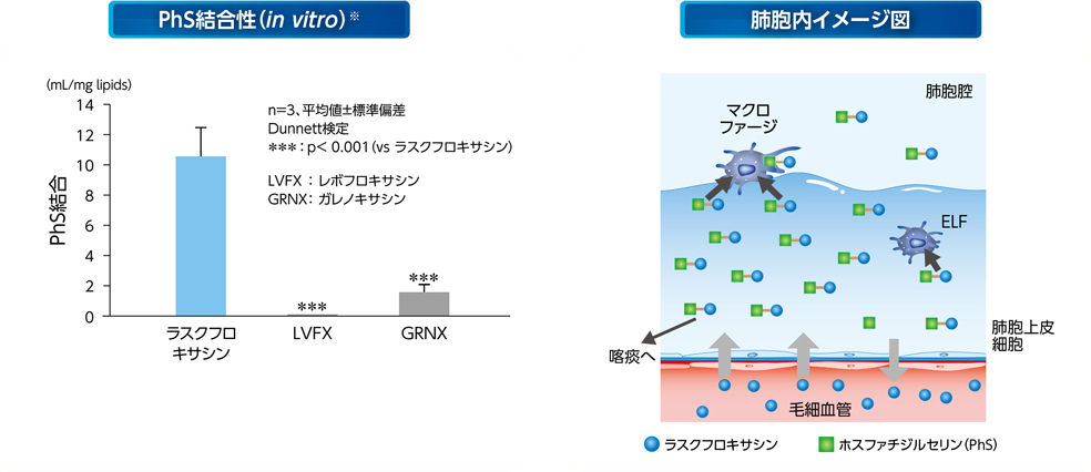 PhS結合性(in vitro) 肺胞内イメージ図