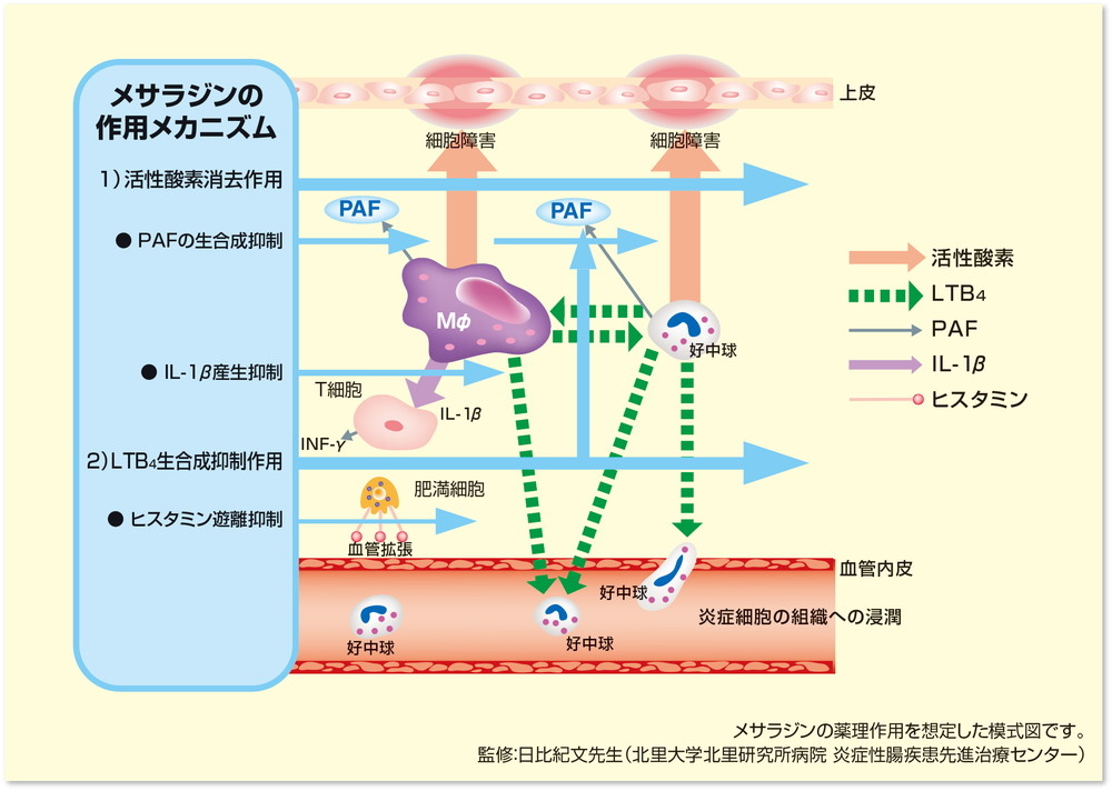 図:メサラジンの作用メカニズム