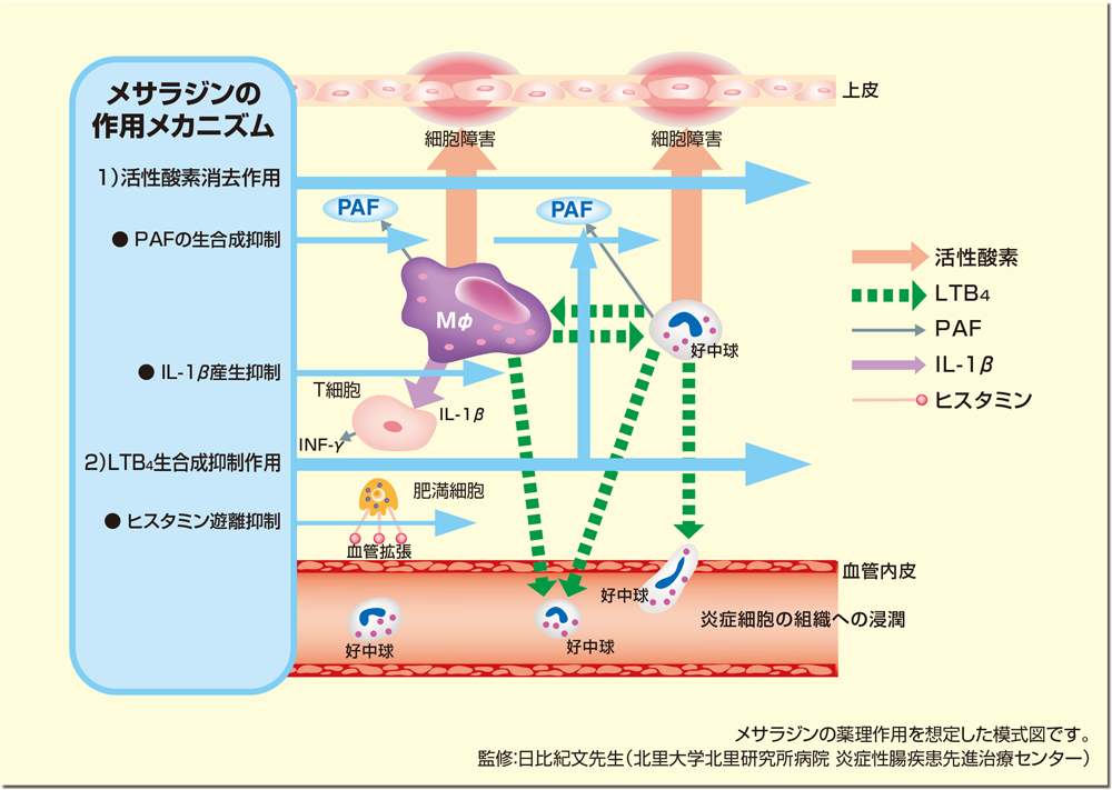 図:メサラジンの作用メカニズム