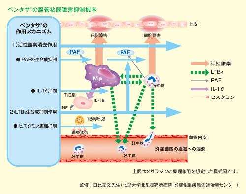 ペンタサ®の腸管粘膜障害抑制機序